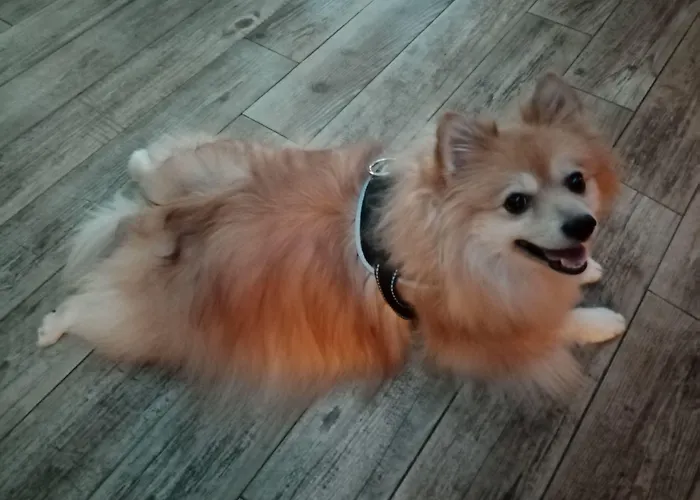 Hotell Astoria Courmayeur